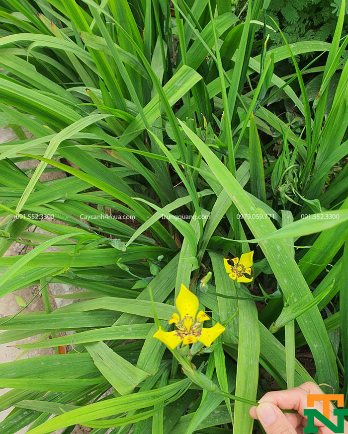 lan rẻ quạt hoa vàng