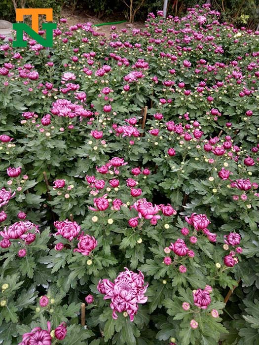 mua cúc đại đoá tại Hà Nội