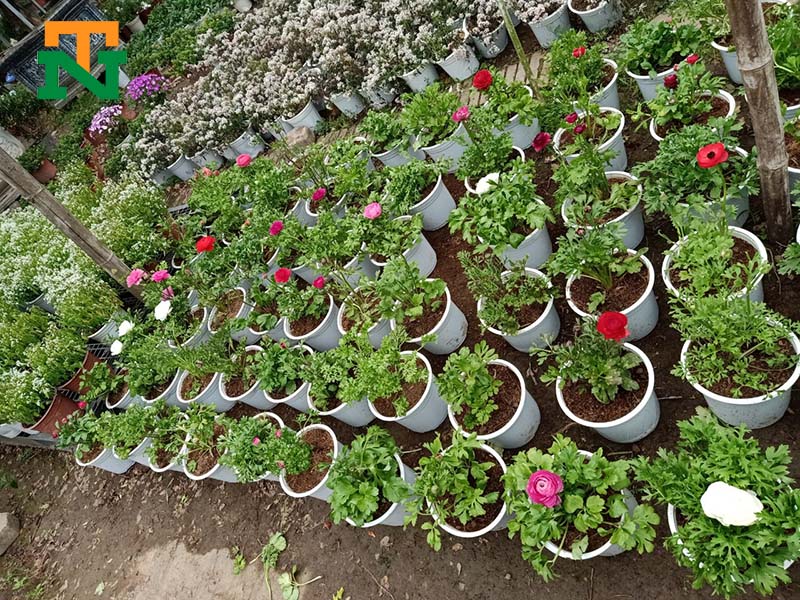 bán cây hoa mao lương nhiều màu