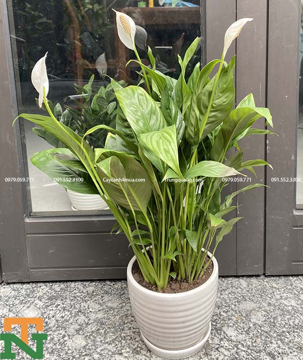 Mô tả về cây lan ý trồng trong nhà 