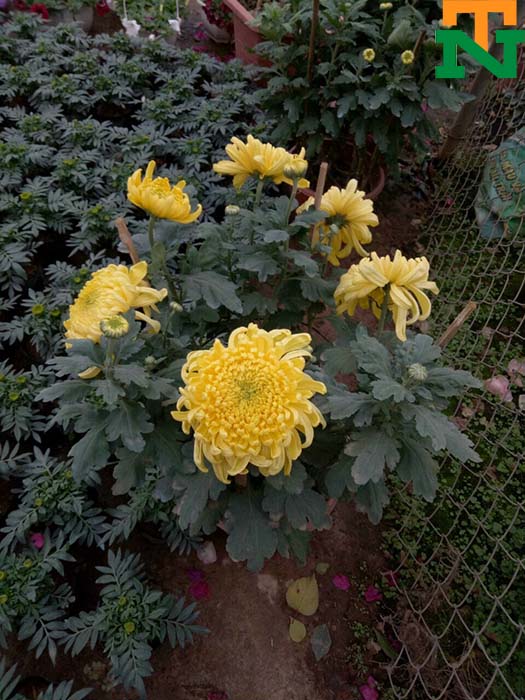 cúc đại đoá màu vàng