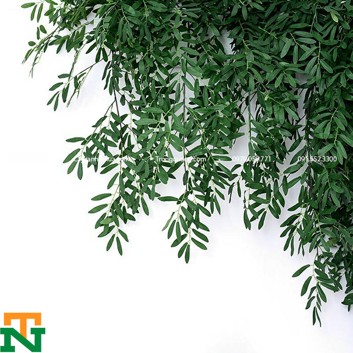 cụm bạch đàn giả rủ