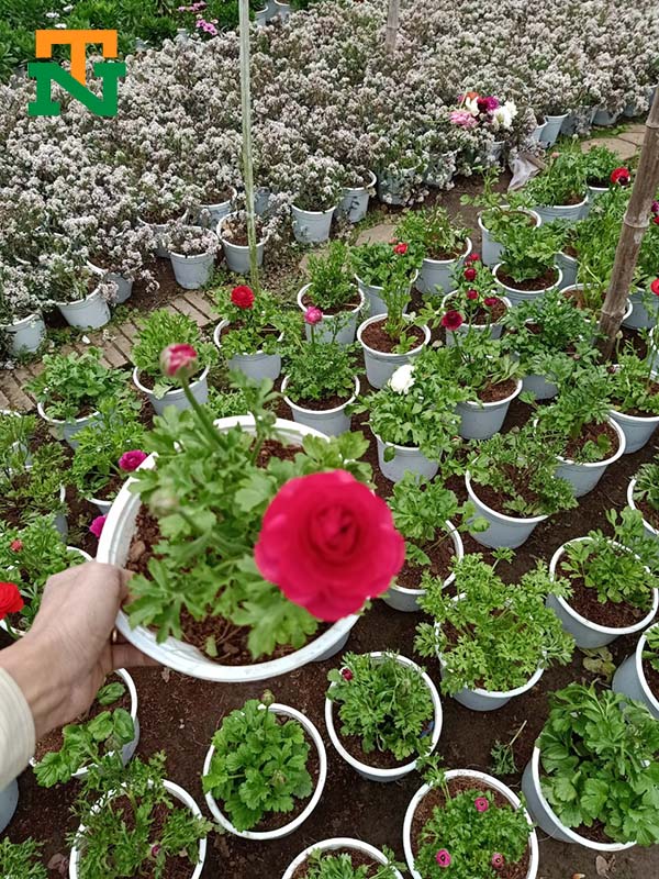 hoa mao lương màu đỏ