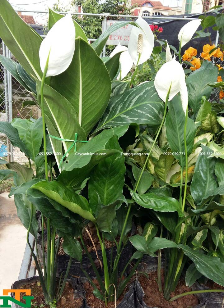 Tác dụng của cây lan ý 