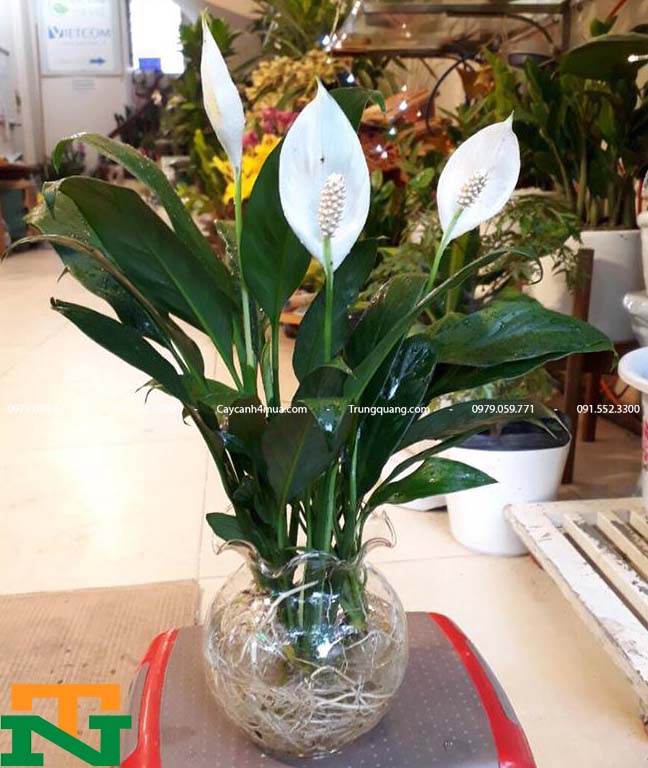 Địa chỉ mua cây lan ý tại Hà Nội