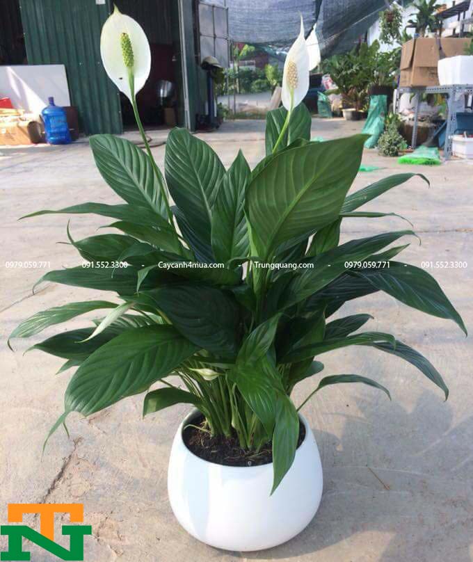 Cây lan ý trong phong thủy phù hợp với người mệnh Kim